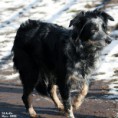 /album/hundar/ella-stands-jpg/
